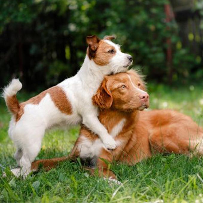 Backyard cleaning service