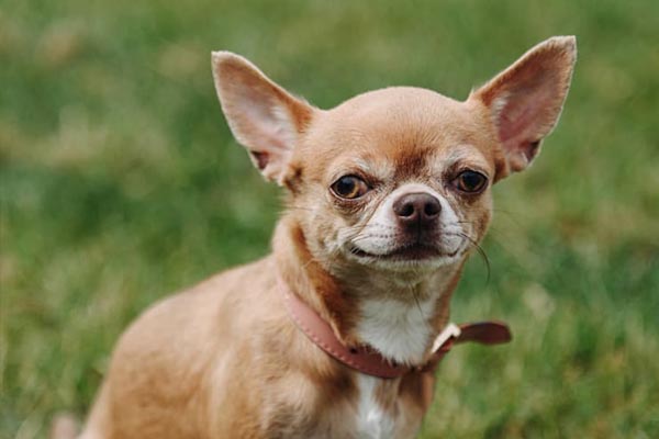 Dog enjoying clean yard