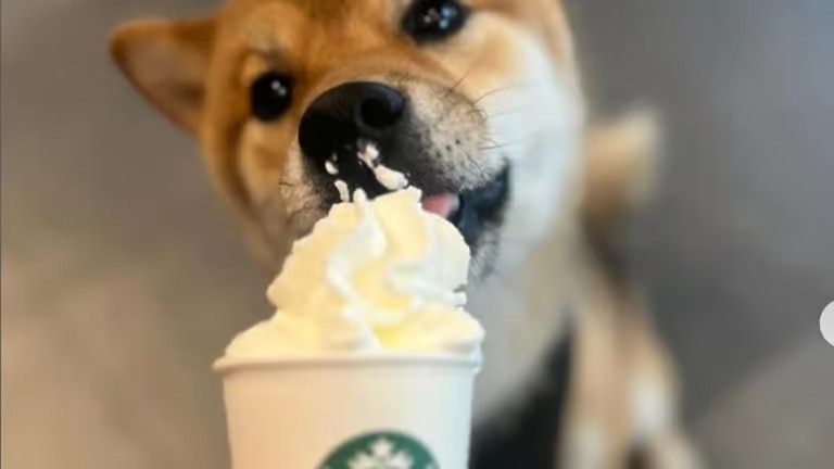 Dog with pup cup treat