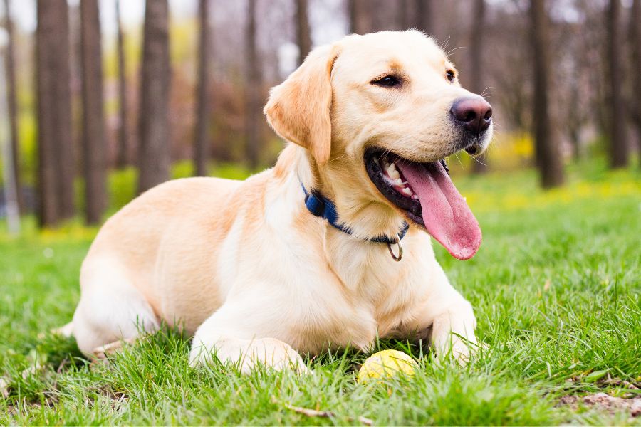 Happy dog with treat